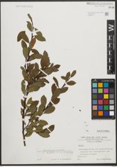 Foto von Salix waldsteiniana Willd.